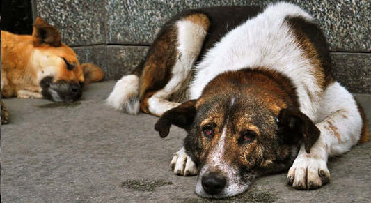 The Struggles of Street and Shelter Animals Worldwide: The Impact of Financial Hardships