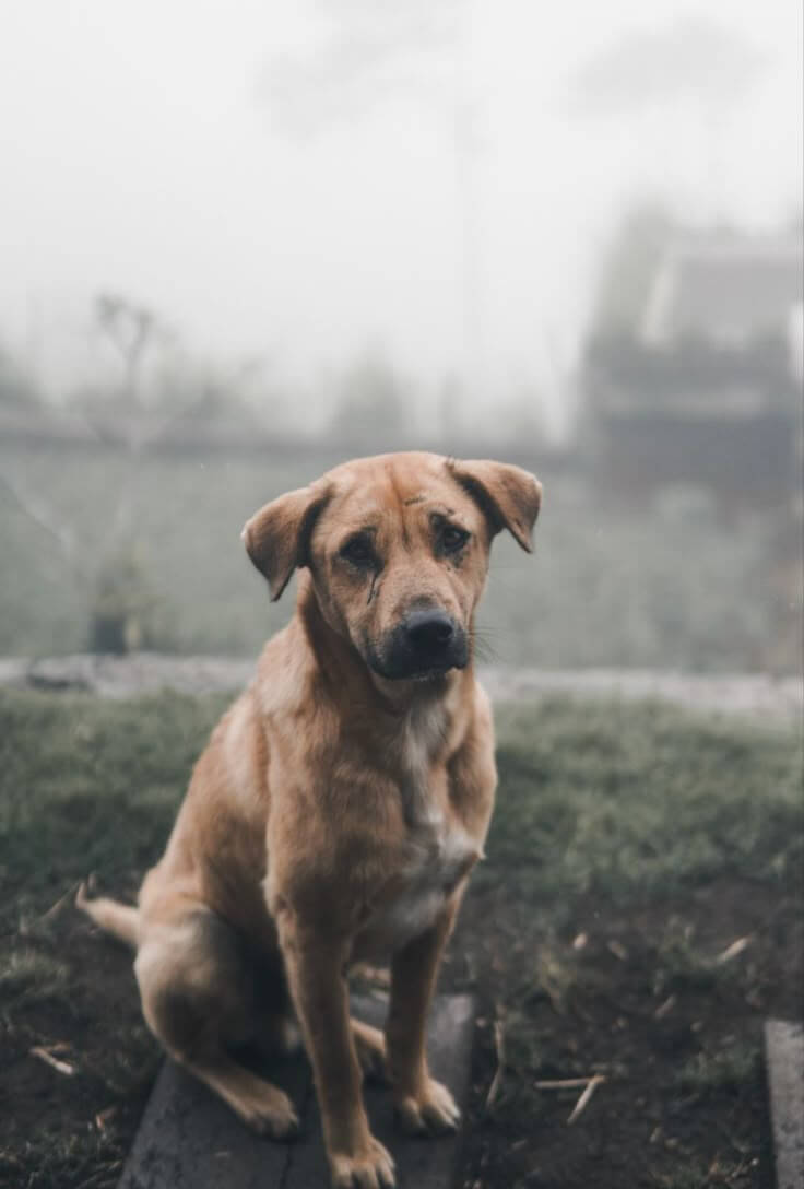 The Plight of Stray Dogs in Turkey: A Call for Action