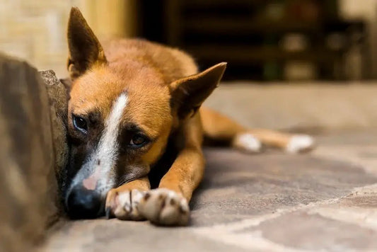 The Silent Crisis: Stray Dogs and the Urgent Need for Change - The Laldie